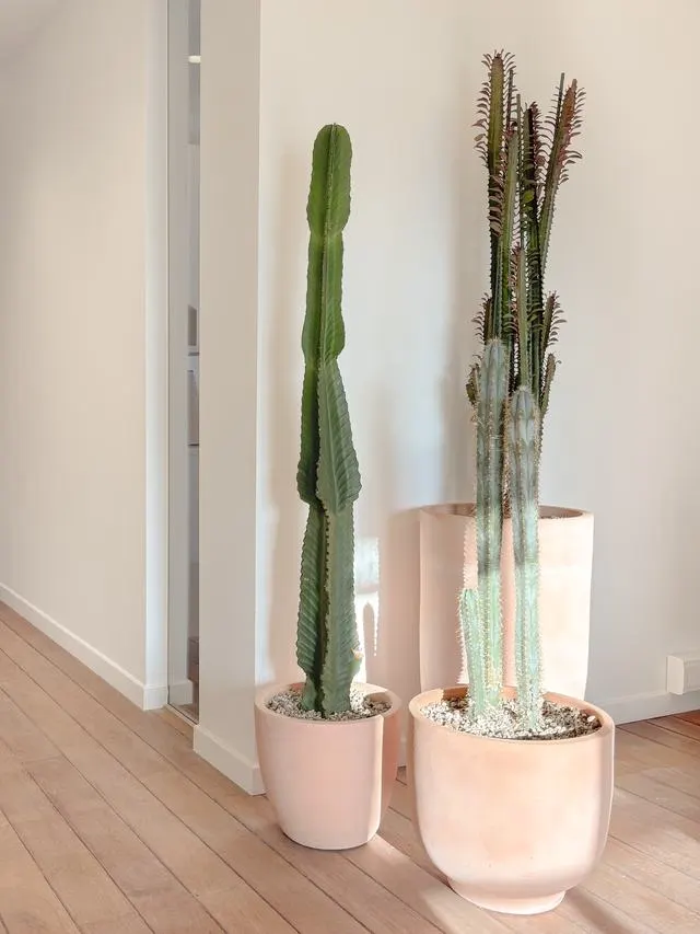 Cactus en pots de terre cuite